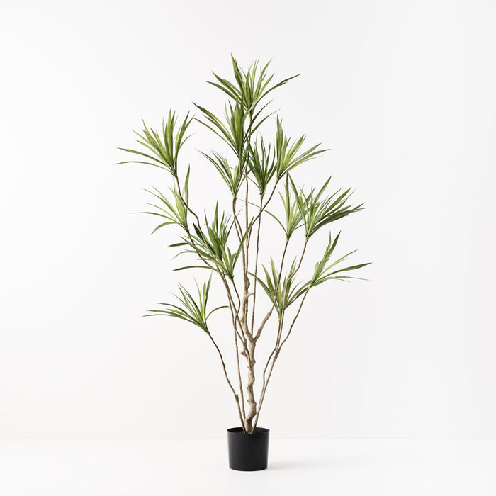 Dracaena Plant Green 180cm