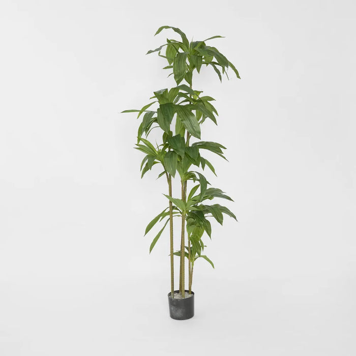 Dracaena Tree 150cm Green