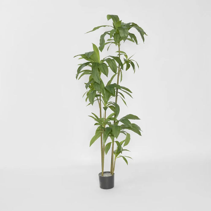 Dracaena Tree 150cm Green