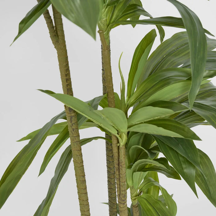Dracaena Tree 150cm Green