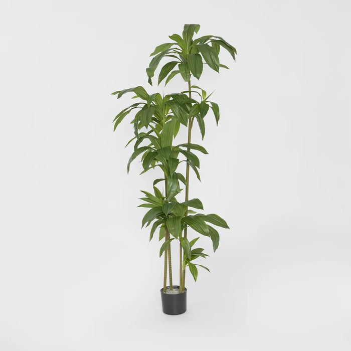 Dracaena Tree 150cm Green