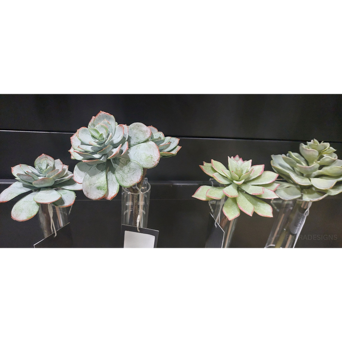 Succulent Light Green Mauve 16cm Pack of 12