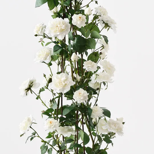 English Rose Climbing Plant White 145cm