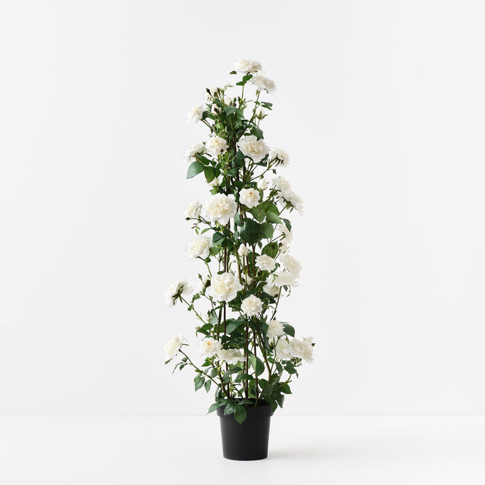 English Rose Climbing Plant White 145cm