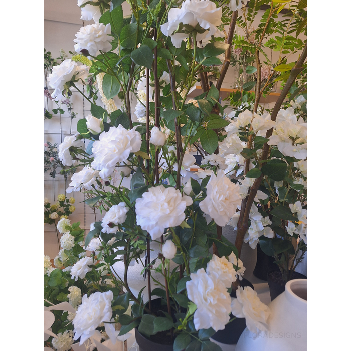 English Rose Climbing Plant White 145cm