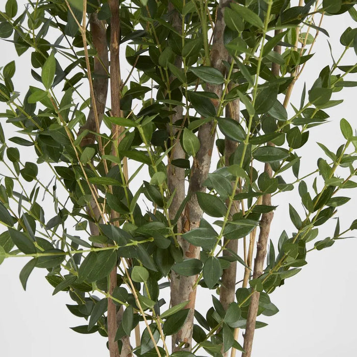 Eucalyptus Mini Leaf Tree Green Green 180cm