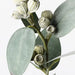 Eucalyptus Tetragona Spray Grey Green 35cm - Pack of 12