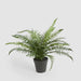 Artificial Potted Fern 40Cm 40cm Green - FLORA DESIGNS