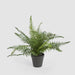 Artificial Potted Fern 40Cm 40cm Green - FLORA DESIGNS