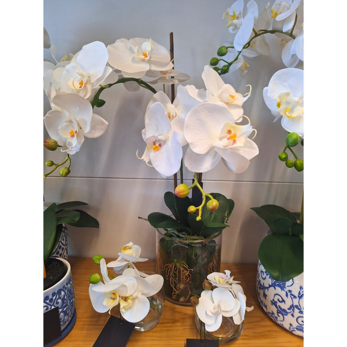 Orchid Phalaenopsis in Vase White 56cm