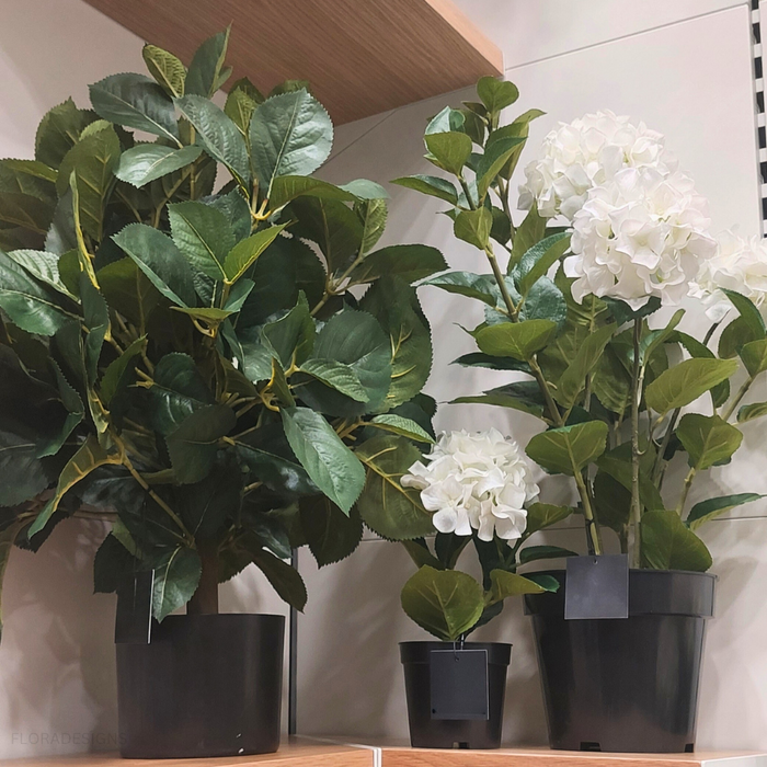 Hydrangea Plant White 30cm Set of 6