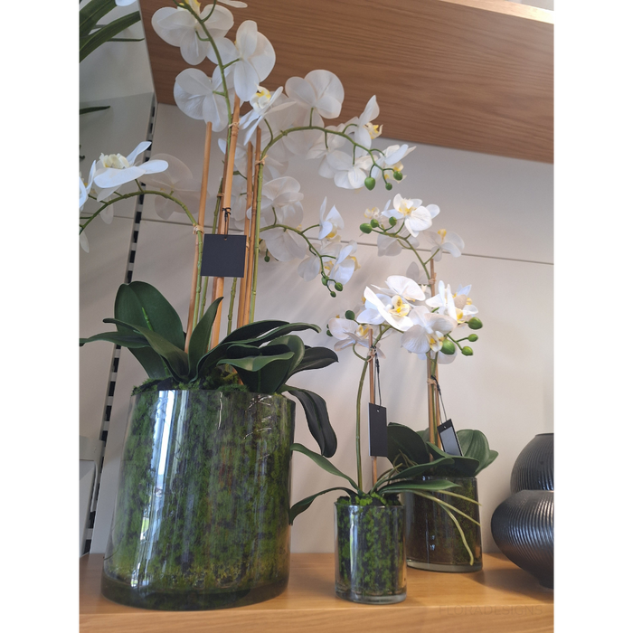 Orchid Phalaenopsis in Vase 55cm Set of 2