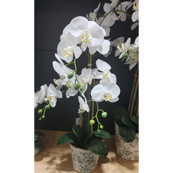 Orchid Phalaenopsis in Fleur Pot 65cm