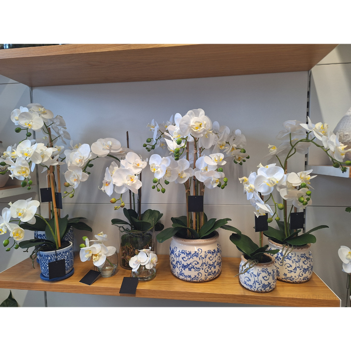 Orchid Phalaenopsis in Vase - White - 15cm Set of 6