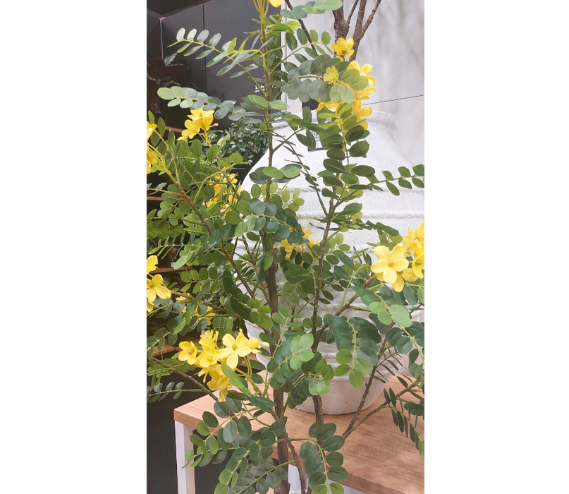 Cassia Glauca Yellow Tree - 210cm