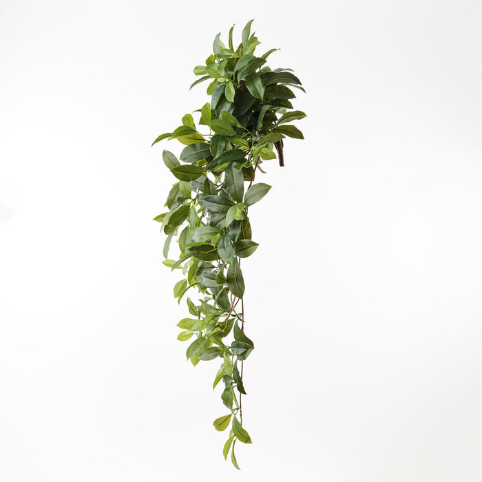 Fagraea Ceilanica Hanging Bush Green 105cm Pack of 6