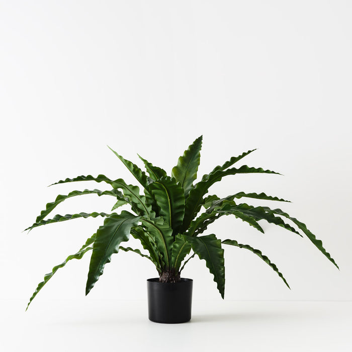 Fern Birds Nest Plant Green 42cm A - Pack of 2