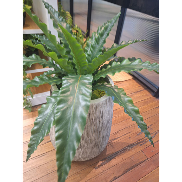 Fern Birds Nest Plant Green 42cm A - Pack of 2