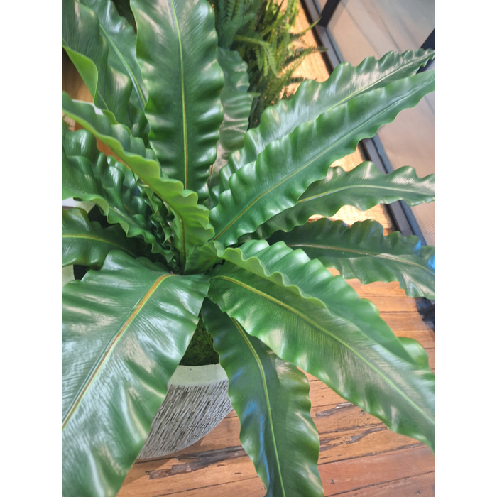 Fern Birds Nest Plant Green 42cm A - Pack of 2