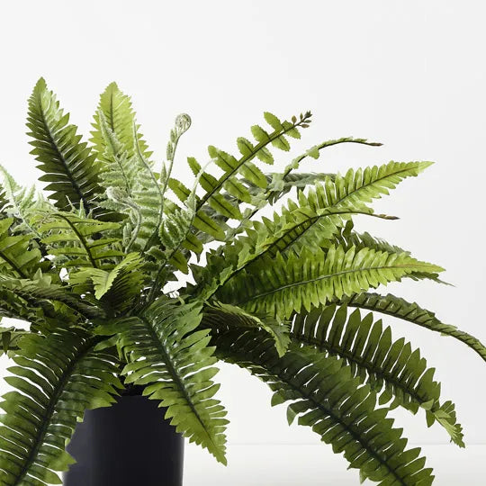 Fern Boston Plant 45cm Green Set of 4