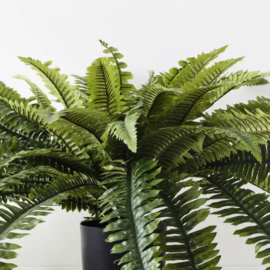 Fern Boston Plant 47cm Green Set of 4