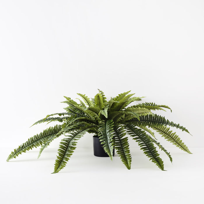 Fern Boston Plant 47cm Green Set of 4