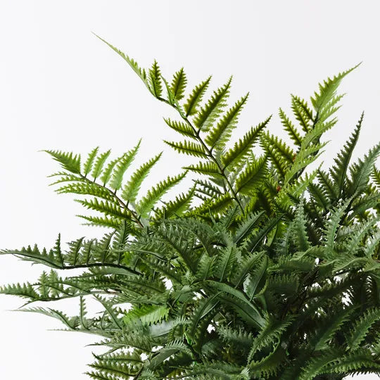 Fern Boston Plant 48cm Green Set of 4