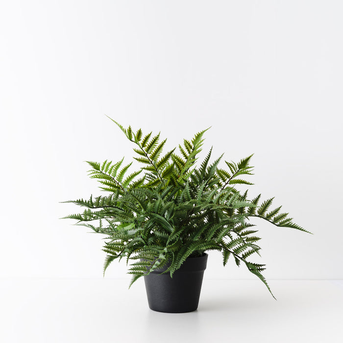 Fern Boston Plant 48cm Green Set of 4