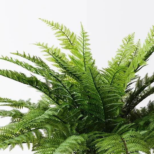 Fern Boston Plant 52cm Green Set of 4