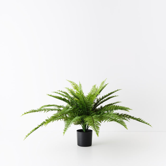 Fern Boston Plant 52cm Green Set of 4