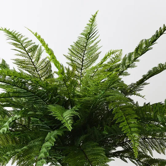 Fern Boston Plant 56cm Green Set of 4