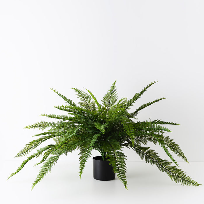 Fern Boston Plant 56cm Green Set of 4