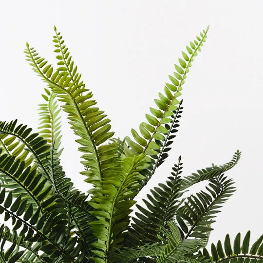 Fern Boston Plant 59cm Green Set of 4