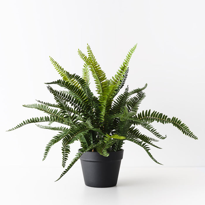 Fern Boston Plant 59cm Green Set of 4