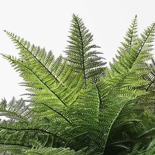 Fern Leather Bush 56cm Green Pack of 6