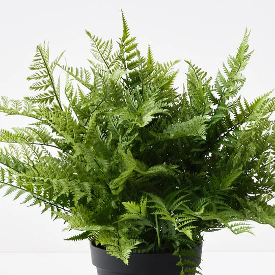 Fern Leather Plant Green 68cm