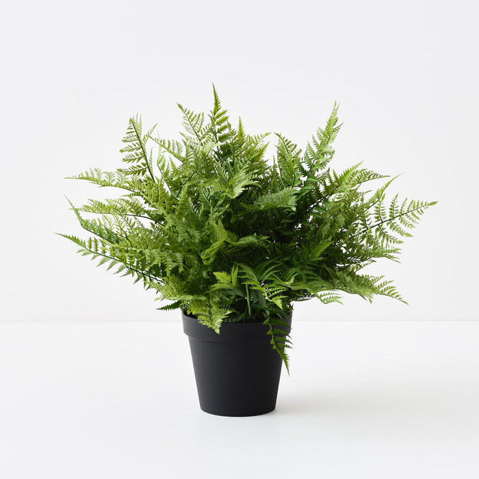 Fern Leather Plant Green 68cm