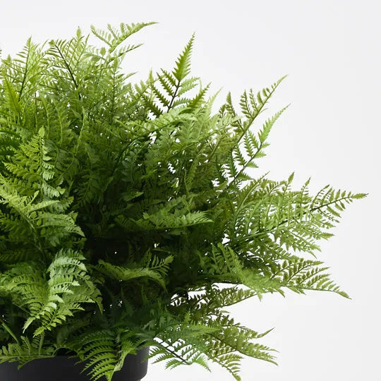 Fern Leather Plant Green 73cm