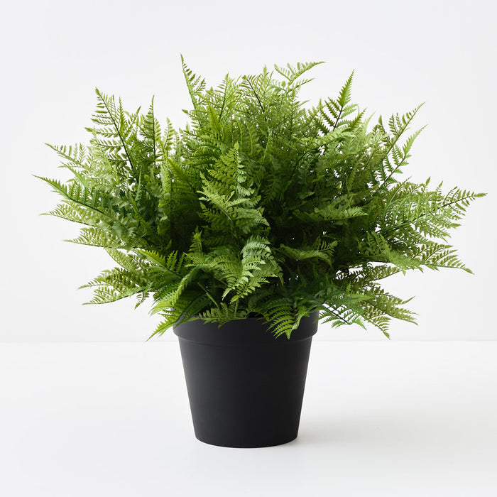 Fern Leather Plant Green 73cm