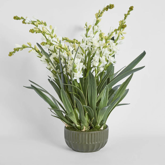Ferne Arrangement 70cm White in Olive Green Pot