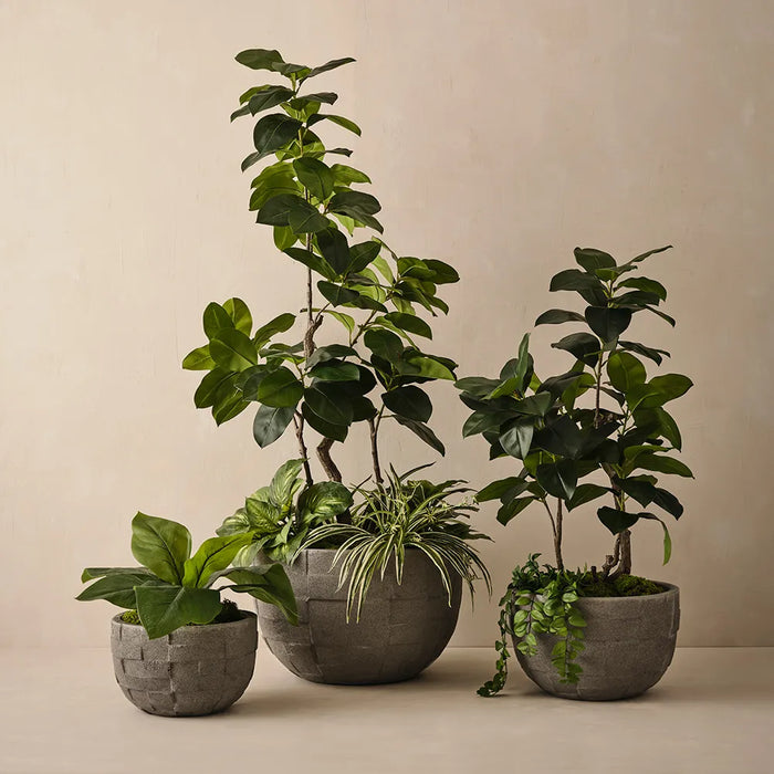 Ficus Altissima Tree Green 180cm Pack of 2
