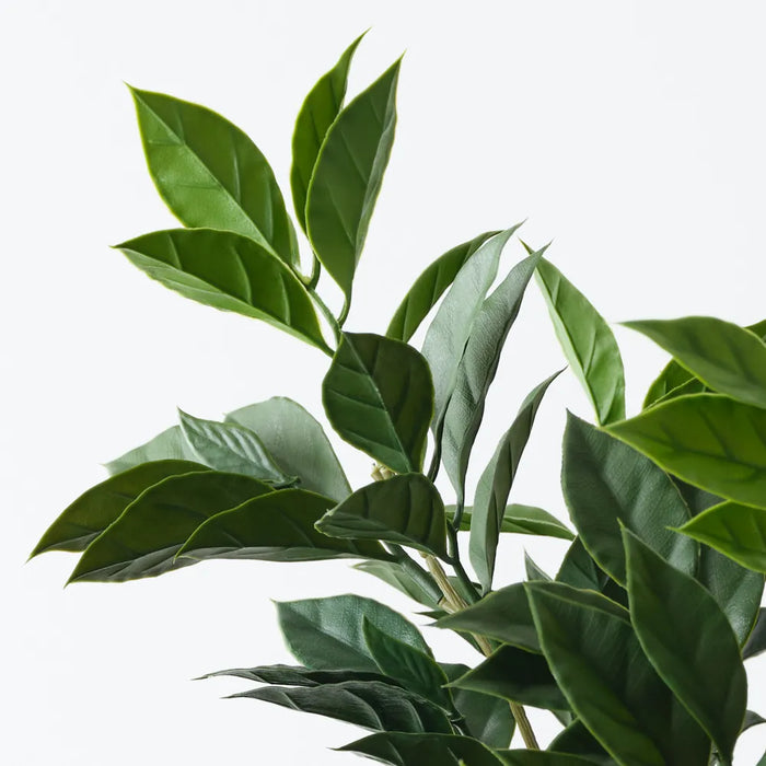Ficus Bush 59cm, UV Resistant Pack of 6
