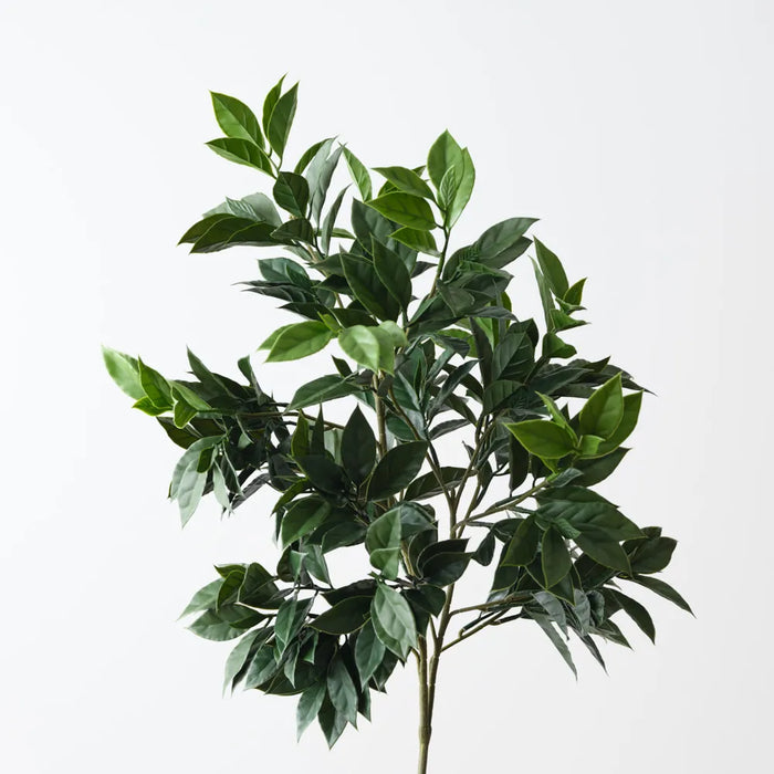 Ficus Bush 59cm, UV Resistant Pack of 6