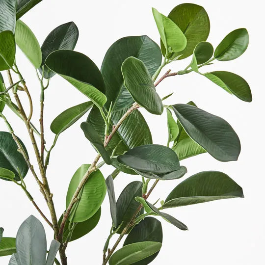 Ficus Microcarpa Spray 89cm Green Pack of 12