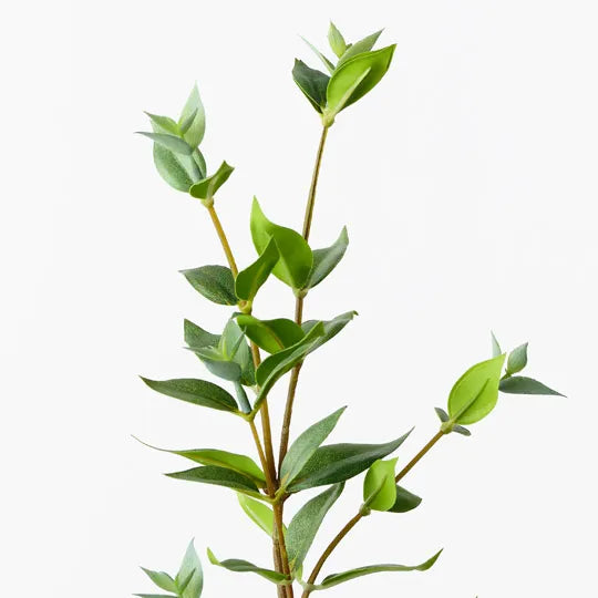 Ficus Mini Leaf Spray 73cm Green Pack of 12