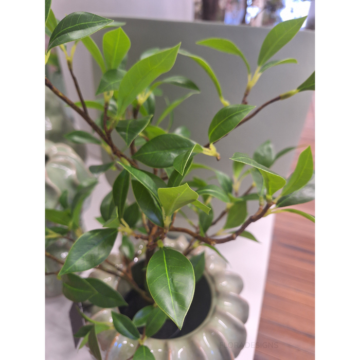 Ficus Plant Green 49cm Pack of 6