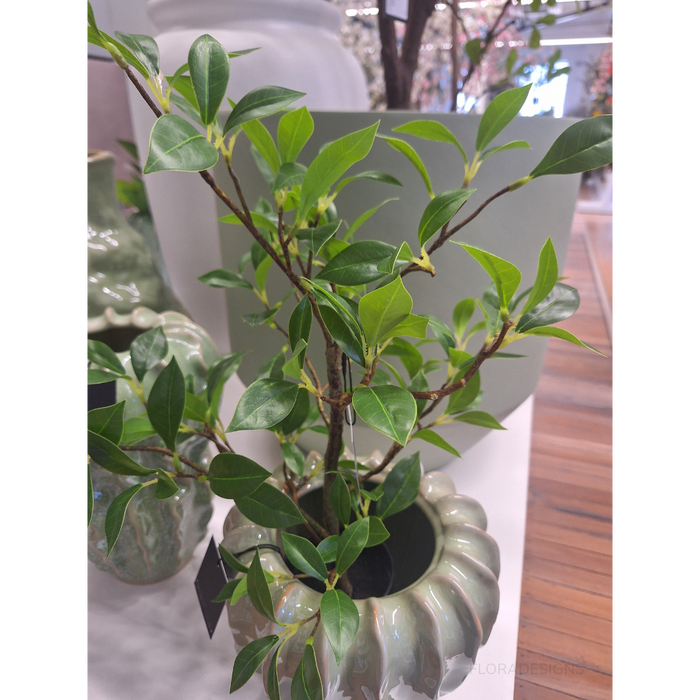 Ficus Plant Green 49cm Pack of 6