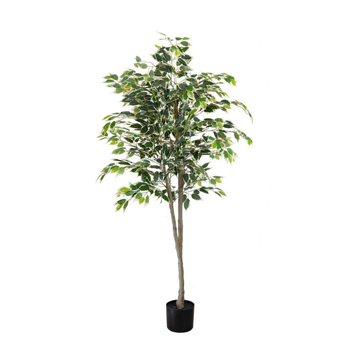 Ficus Plant Green In Pot 183cm