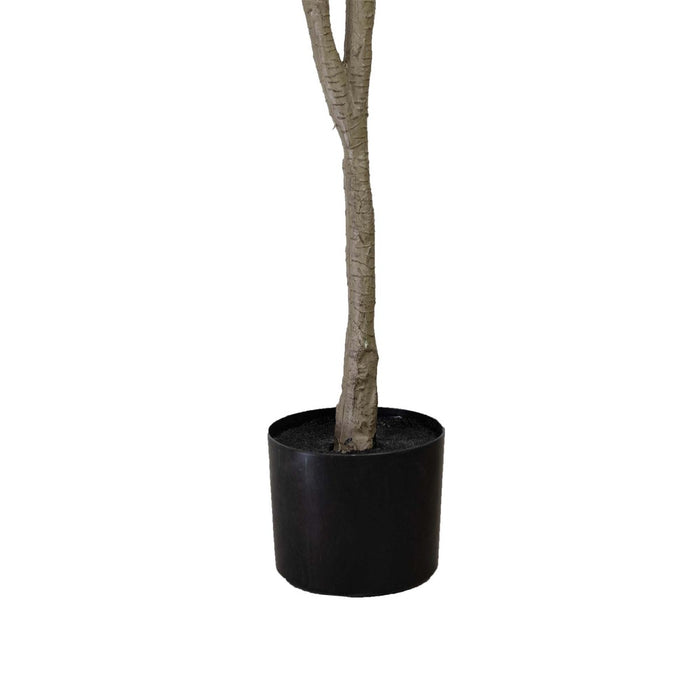 Ficus Plant Green In Pot 183cm