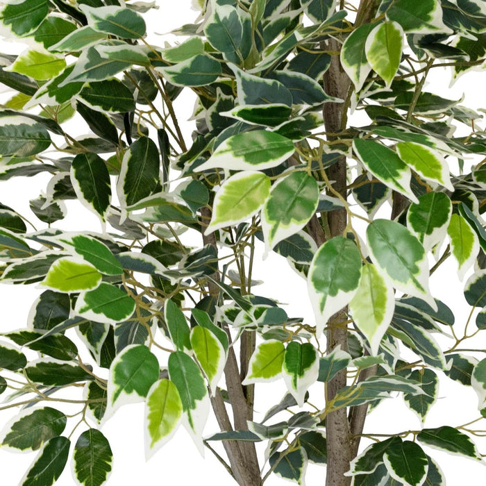 Ficus Plant Green In Pot 183cm